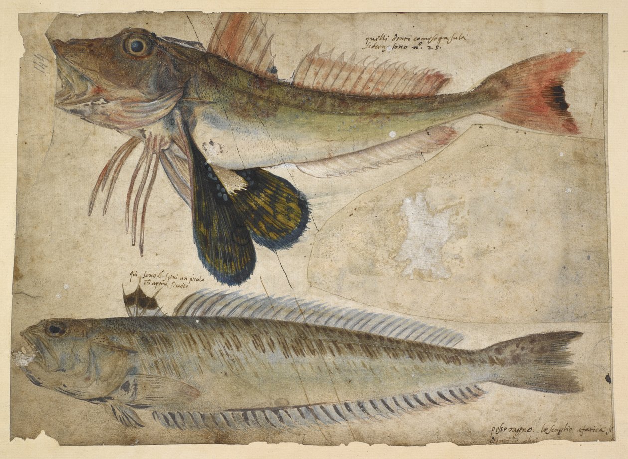 Lägg till. 5267, f.144 Teckningar av två fiskar, från ett 