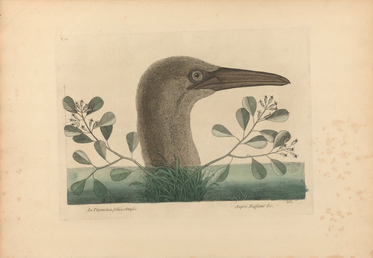 En Thymelaea foliis obtusis; Anseri Bassano &c: The Great Booby, Plate 86 från "Natural History of Carolina, Florida, and the Bahama Islands", volym I, 2:a upplagan, London 1754 av Mark Catesby