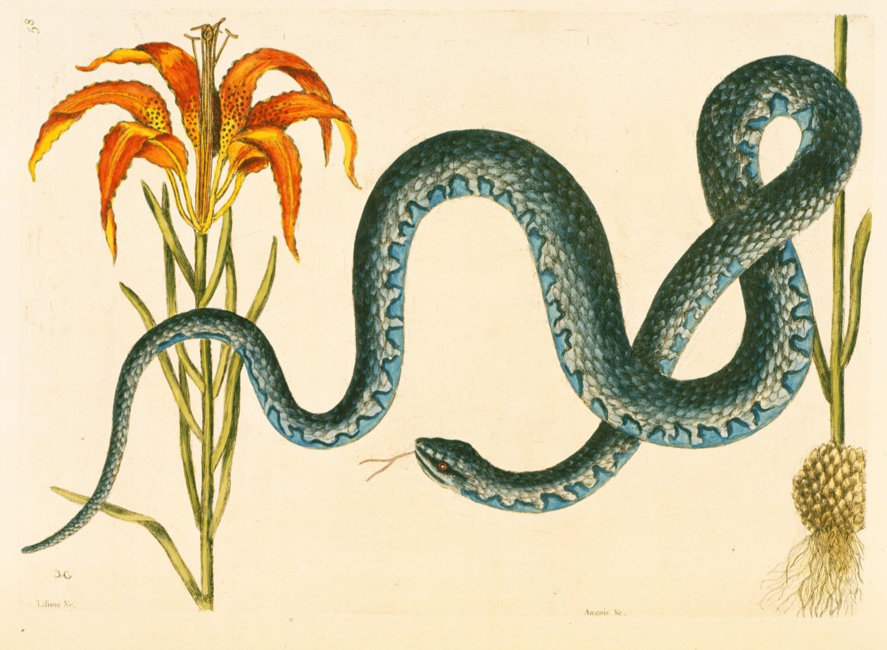 Anguis, the Wampum Snake, tallrik 58, vol. 1 från "Natural History of Carolina, Florida och Bahamas" av Mark Catesby