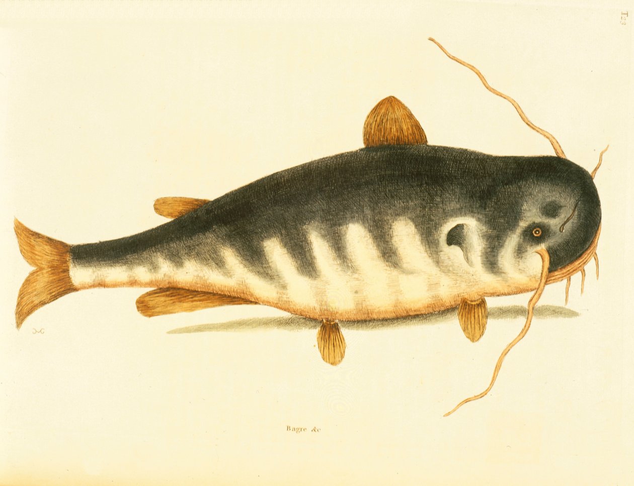 Havskatt, tavla 23, vol. 1 från "Natural History of Carolina, Florida and the Bahamas". av Mark Catesby