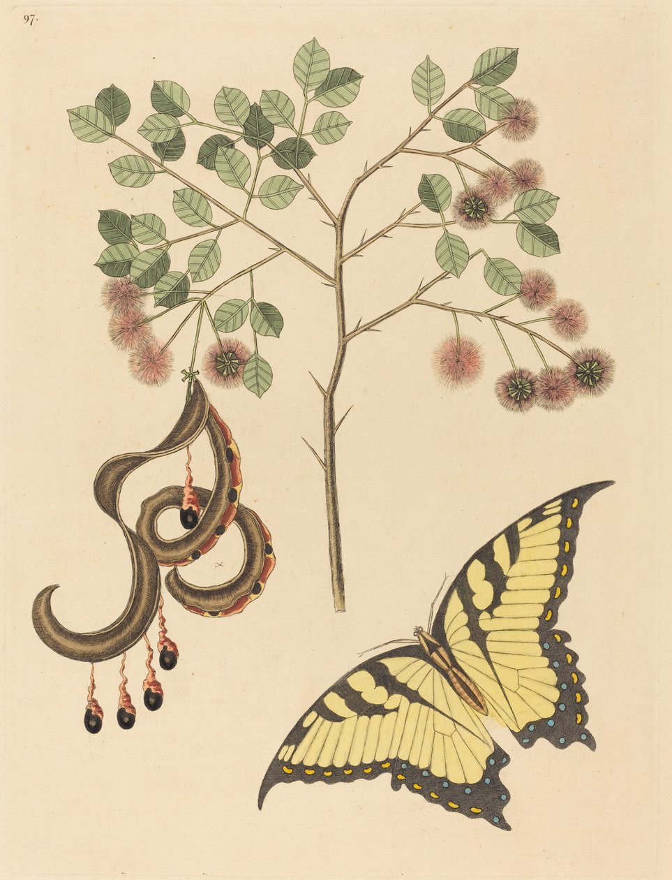 Kattklo (Mimosa circinalis) av Mark Catesby