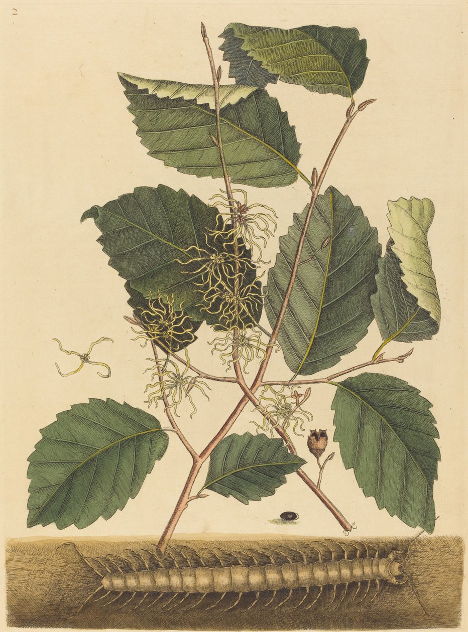 Tusenfoting (Scolopendra morsitans) av Mark Catesby