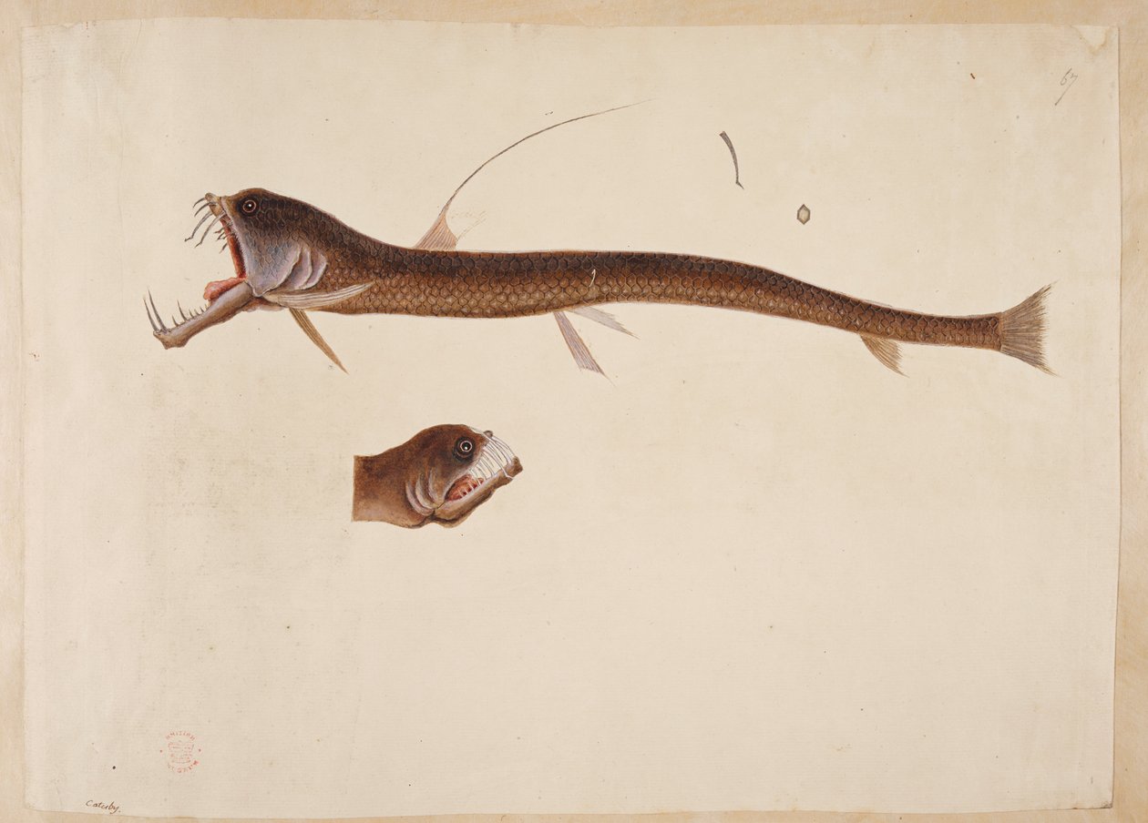 Chauliodus sloanei. En varelse som liknar en ål. av Mark Catesby