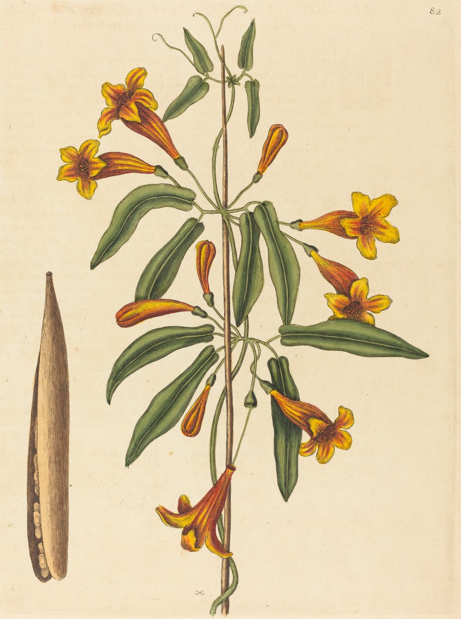 Korsranka (Bignonia capreolata) av Mark Catesby