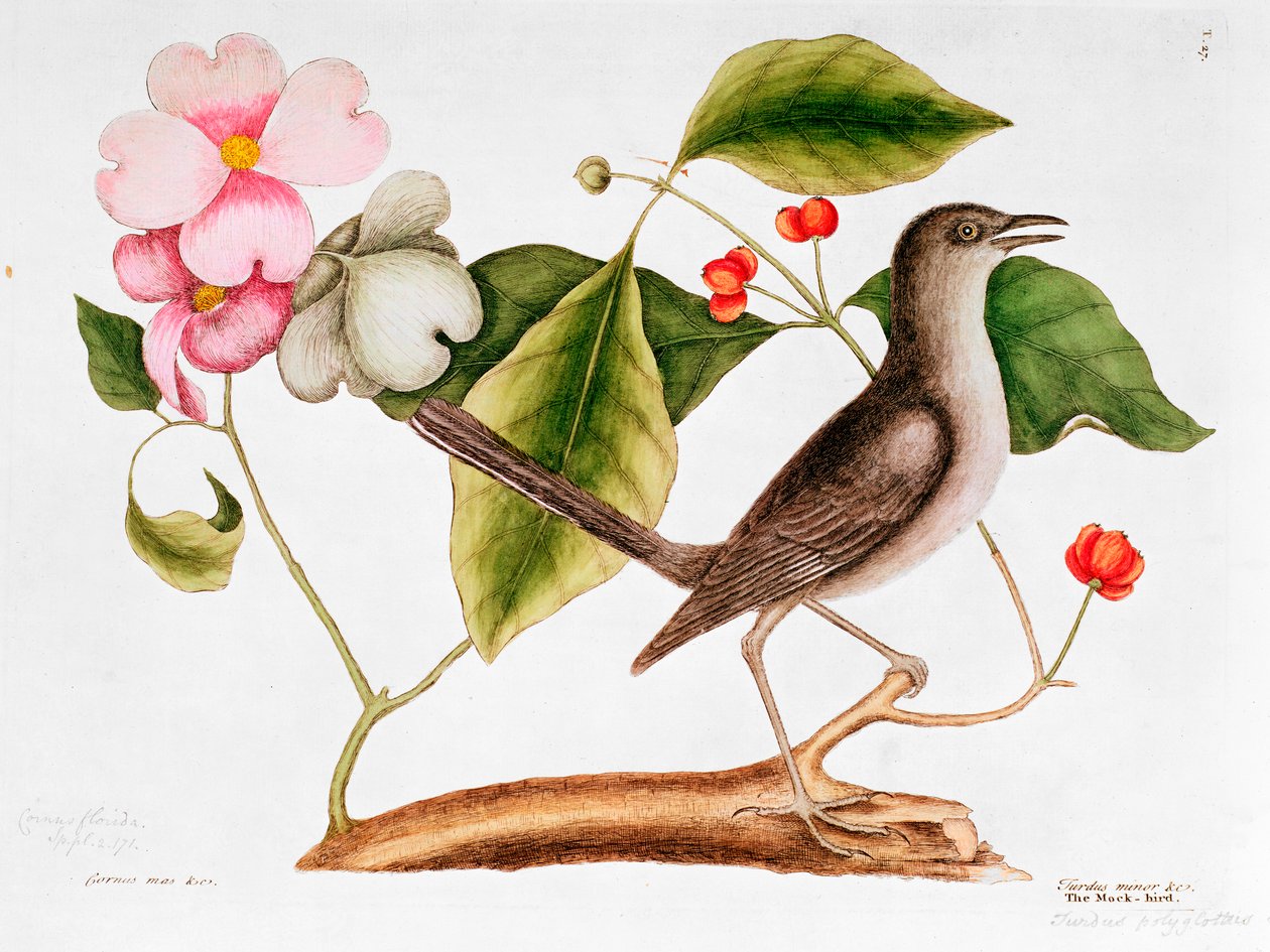 Kornell: Cornus florida och hånfulla fågel från Carolinas naturhistoria (1730-48) av Mark Catesby