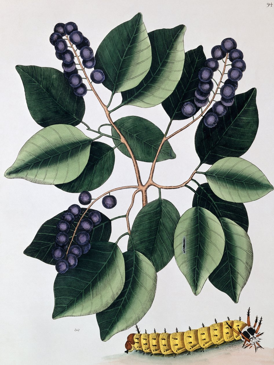 Pigeon Plum and a Great Horned Catterpillar, 1771 av Mark Catesby