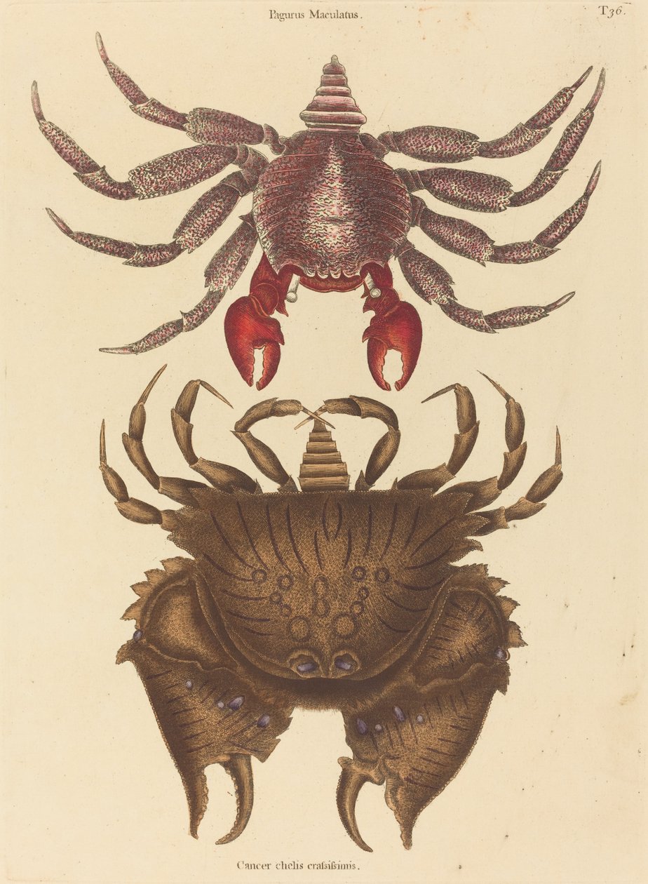 Röd fläckig stenkrabba Cancer grapsus, publicerad 1731-1743. av Mark Catesby