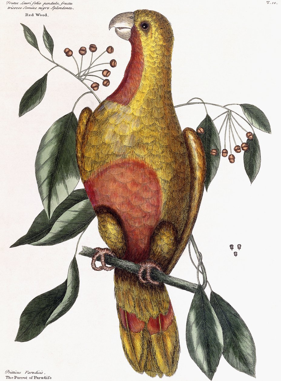 Red Wood - En buske med pendelblad av Mark Catesby