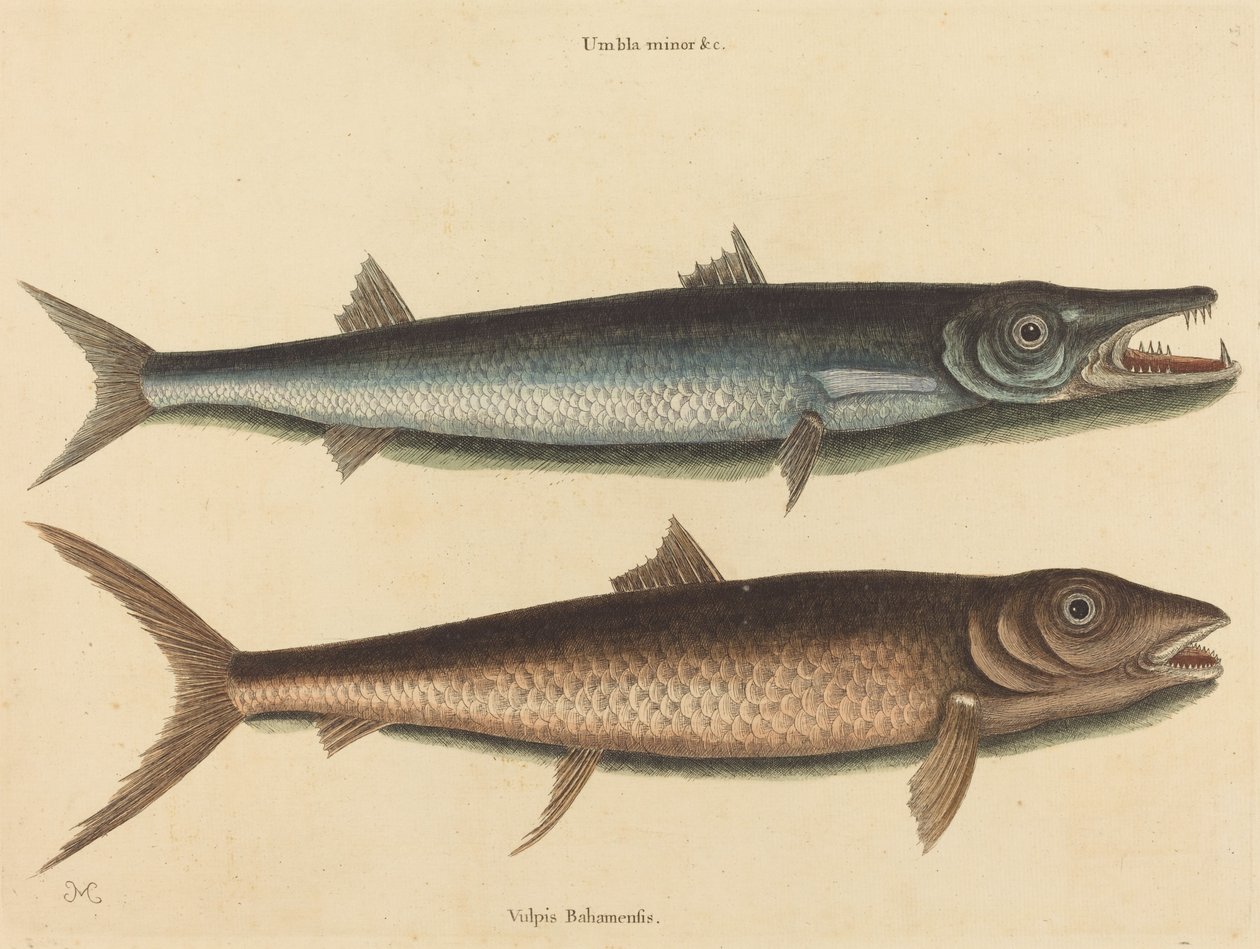 Barracudan (Esox barracuda) av Mark Catesby