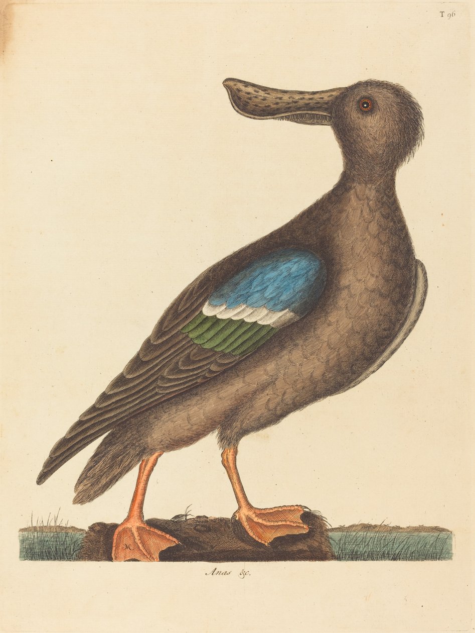 The Blue Winged Shoveler Anas clypeata foemina, publicerad 1754. av Mark Catesby