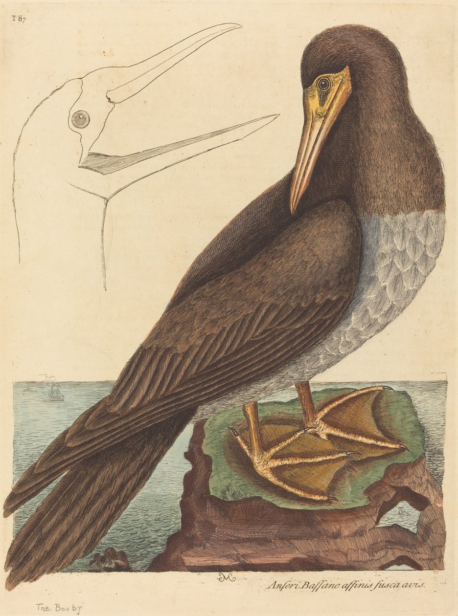 The Booby Pelecanus Sula, publicerad 1731-1743. av Mark Catesby