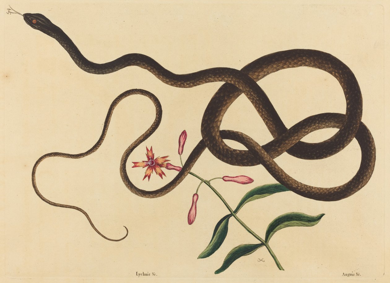 The Coach-Pisk Snake (Coluber flagellum) av Mark Catesby