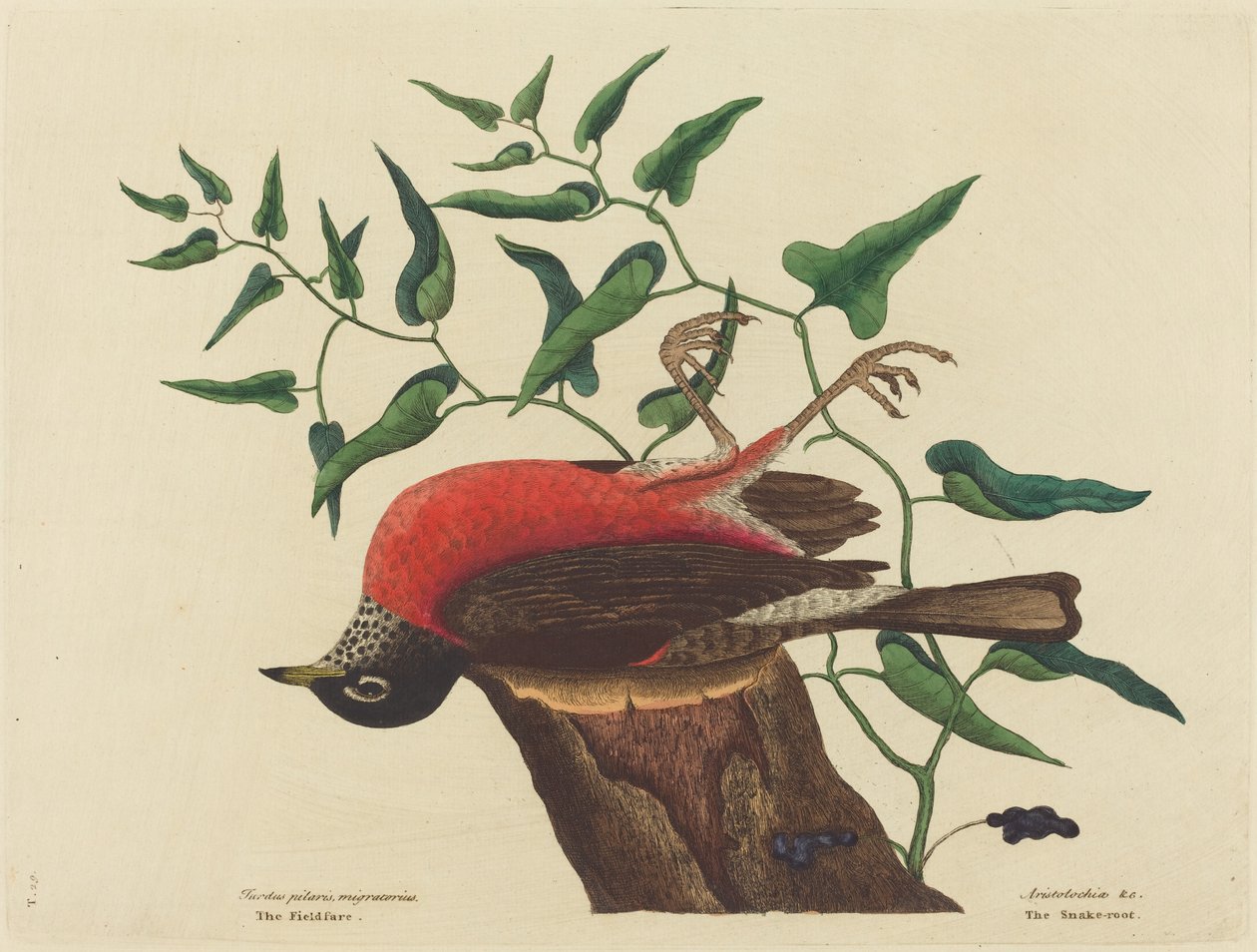 The Fieldfare of Carolina Turdus migratorius, publicerad 1731-1743. av Mark Catesby