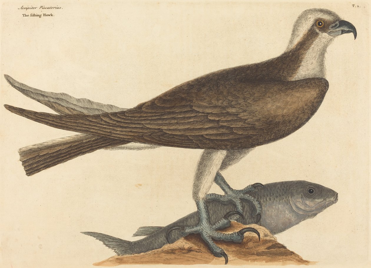 Fiskehöken Falco haliaetus, publicerad 1754. av Mark Catesby