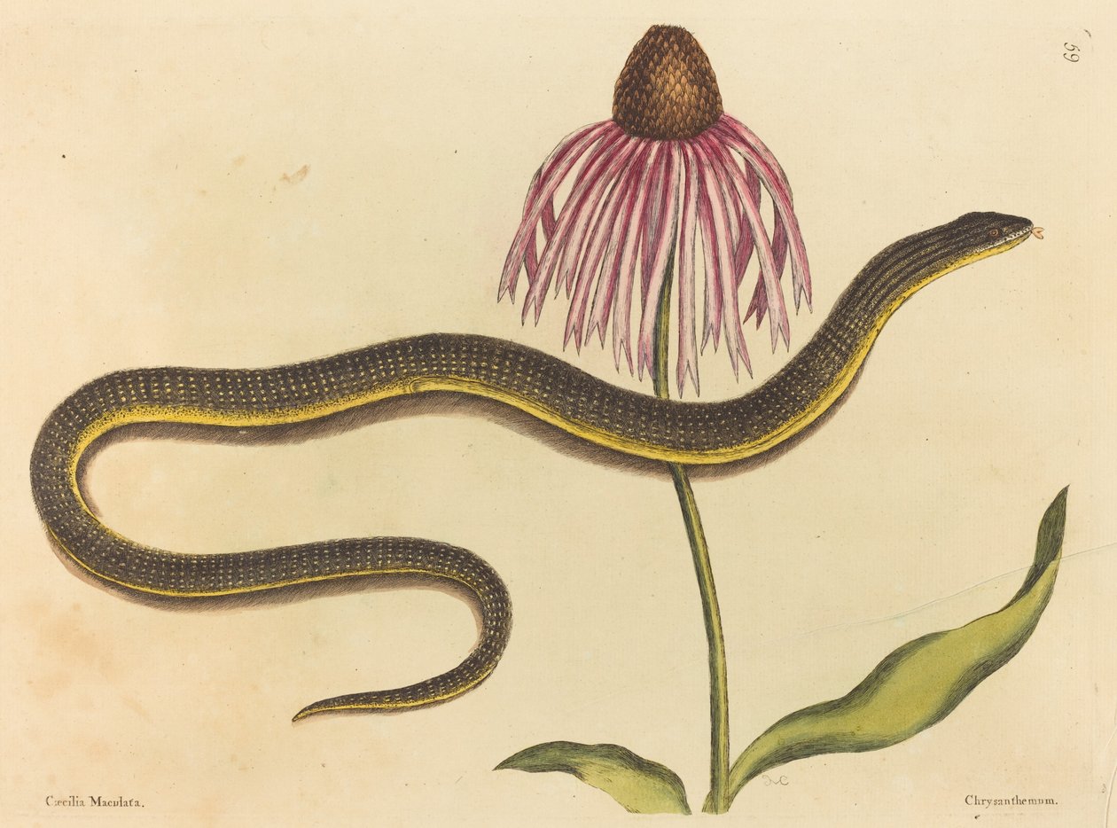 Glasormen (Anguis ventralis) av Mark Catesby