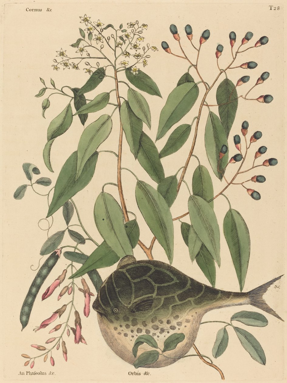 The Globe Fish Tetrodon lagocephalus, publicerad 1731-1743. av Mark Catesby