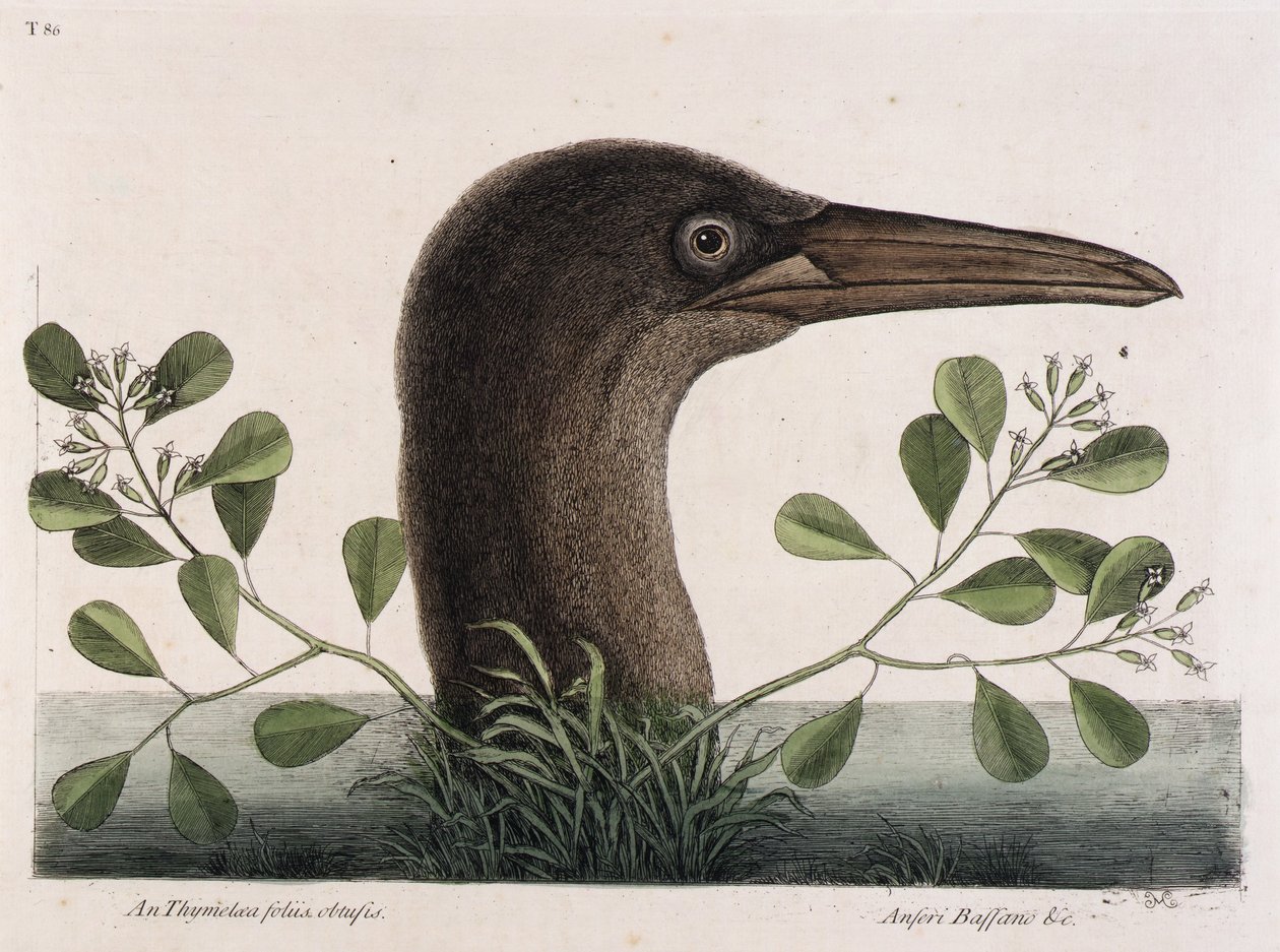 Storskuttan (An Thymelaea foliis obtusis, Anseri Bassano  c.) av Mark Catesby