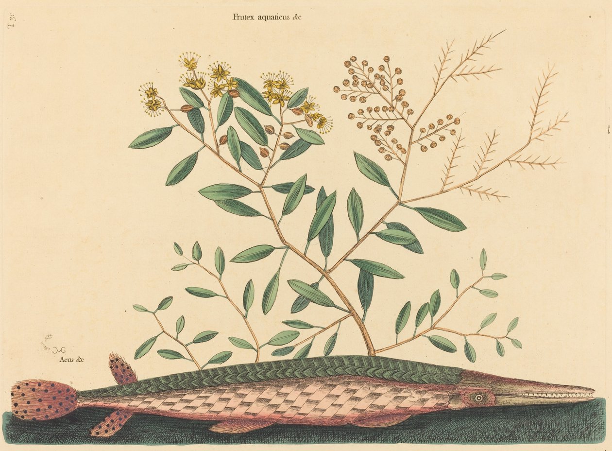 The Green Gar Fish Esox osseus, publicerad 1731-1743. av Mark Catesby
