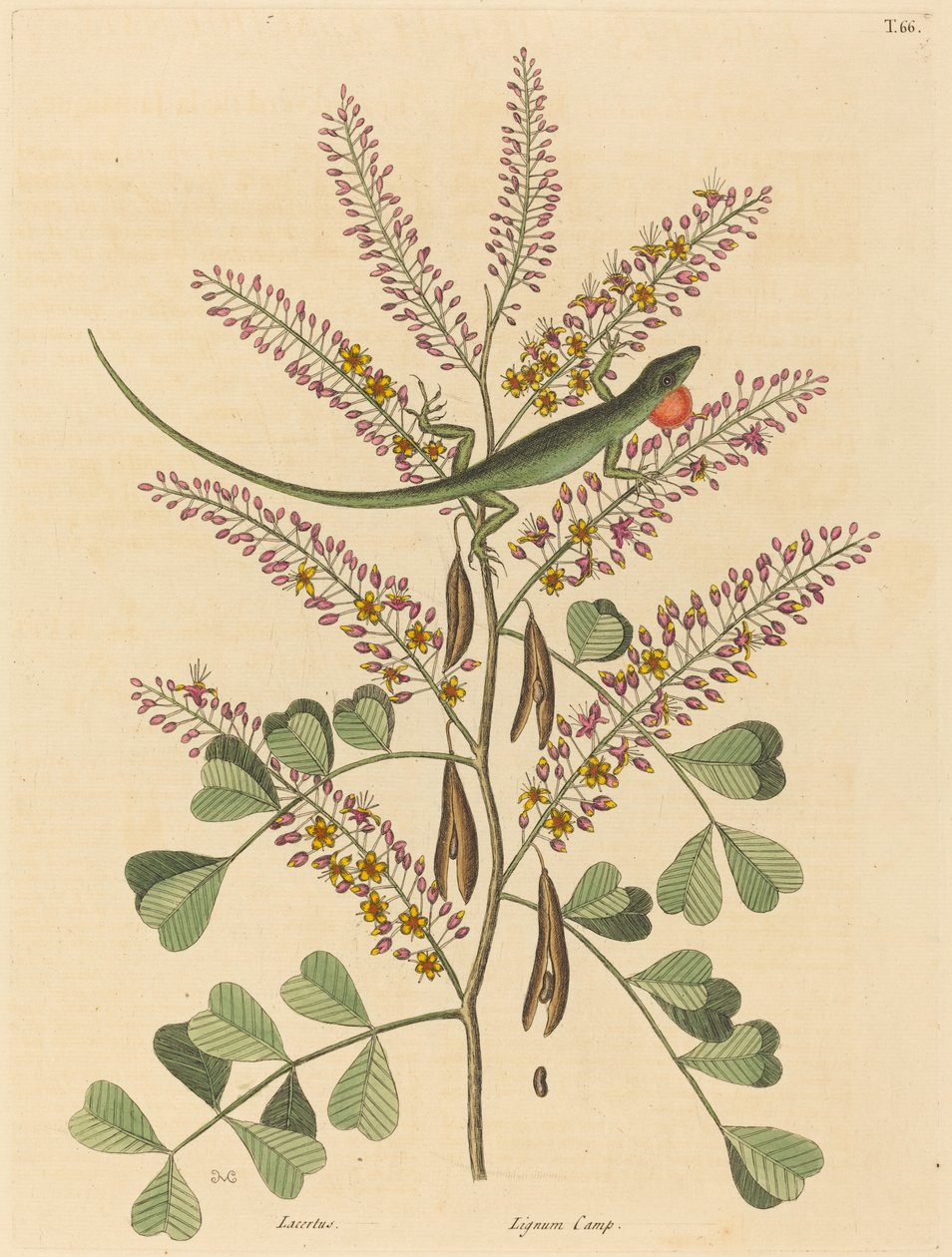 The Green Lizard of Jamaica Lacerta bullaris, publicerad 1731-1 av Mark Catesby