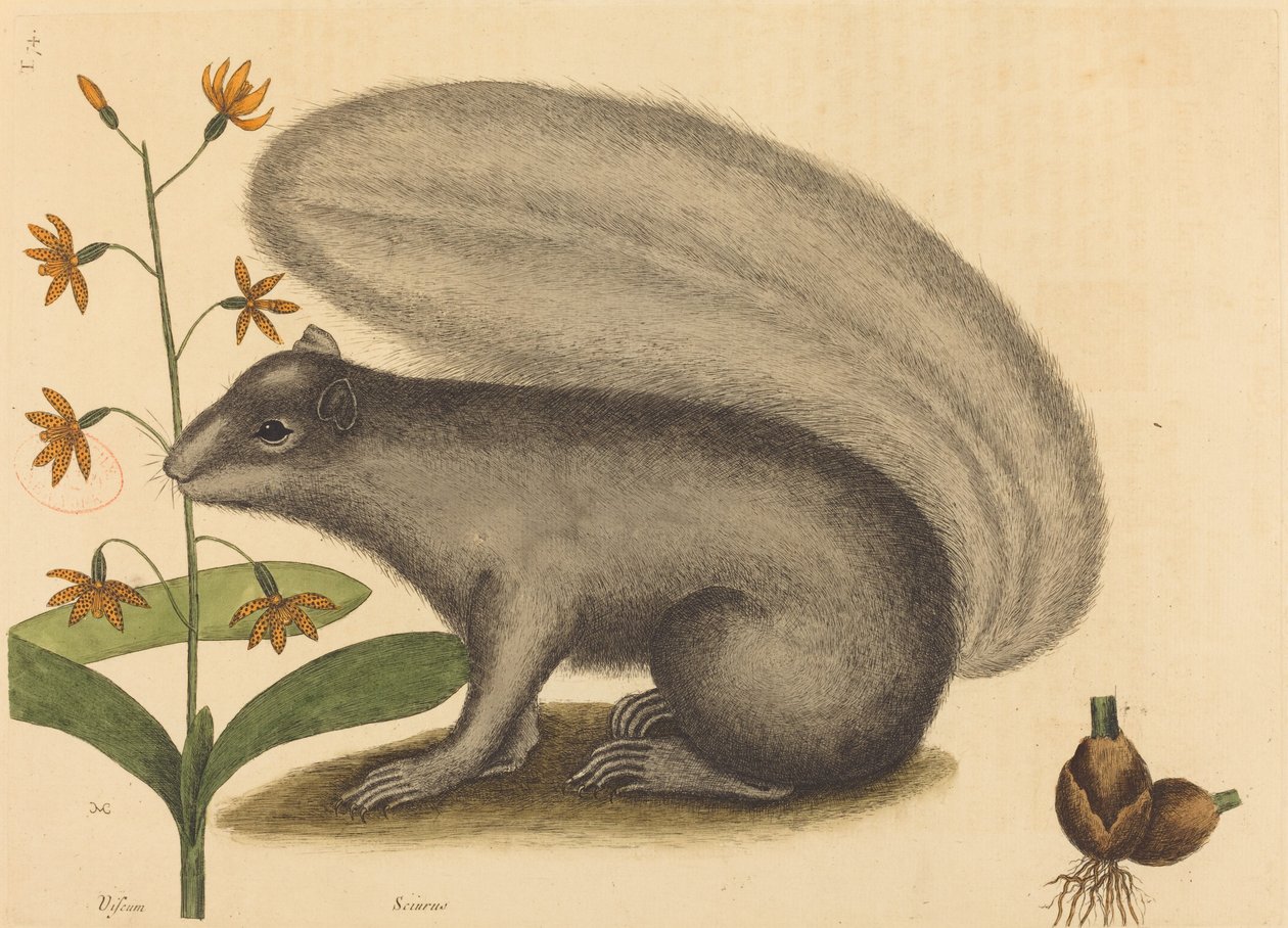 Den grå rävekorren (Sciurus cinereus) av Mark Catesby