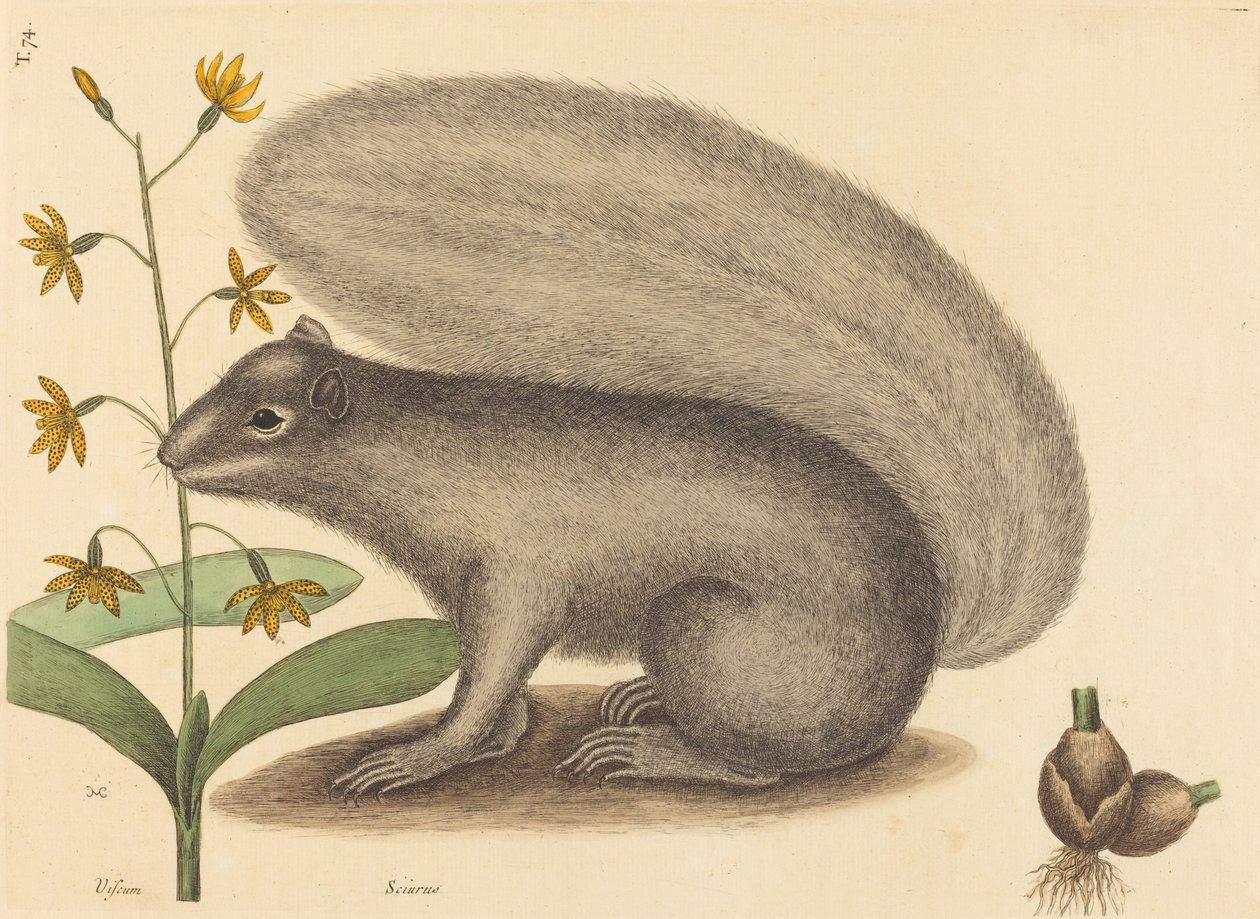 The Grey Fox Squirrel Sciurus cinereus, publicerad 1731-1743. av Mark Catesby