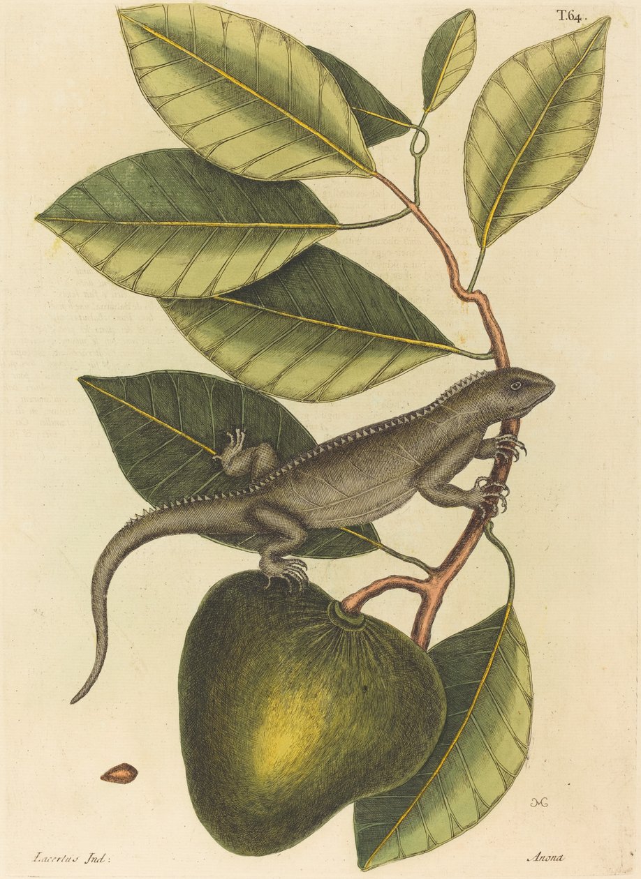 Guana Lacerta Iguana, publicerad 1731-1 av Mark Catesby