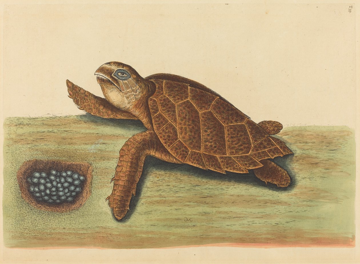 The Hawks-bill Turtle Testudo caretta, publicerad 1731-1743. av Mark Catesby
