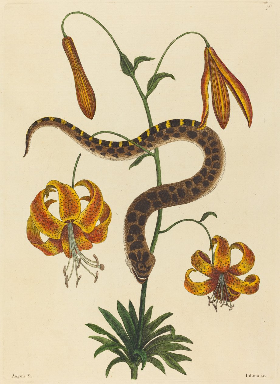 Hog-nose Snake (Boa contortrix) av Mark Catesby