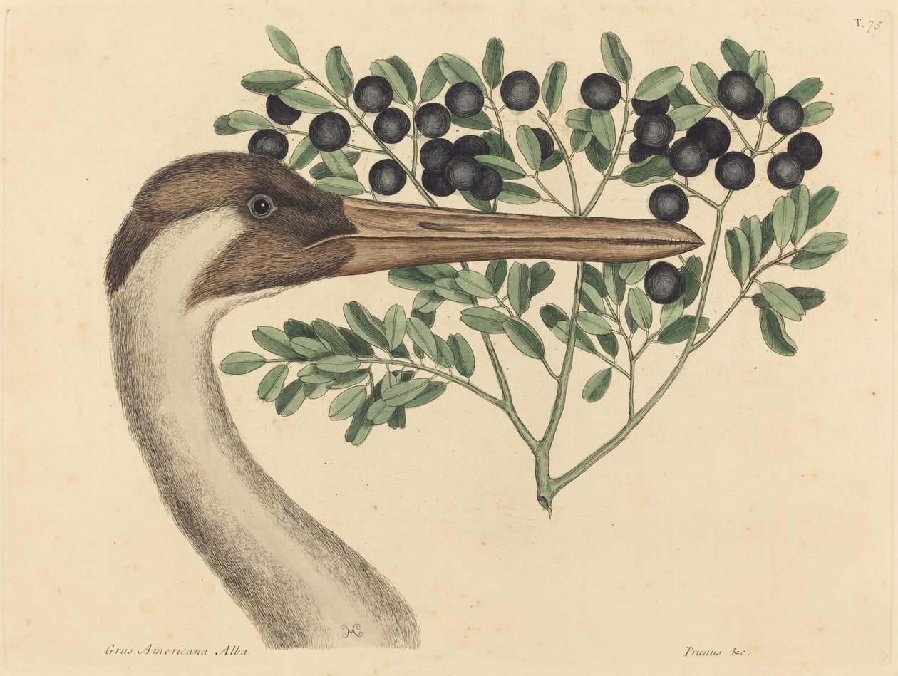 Hooping Crane Ardea Americana, publicerad 1731-1743. av Mark Catesby