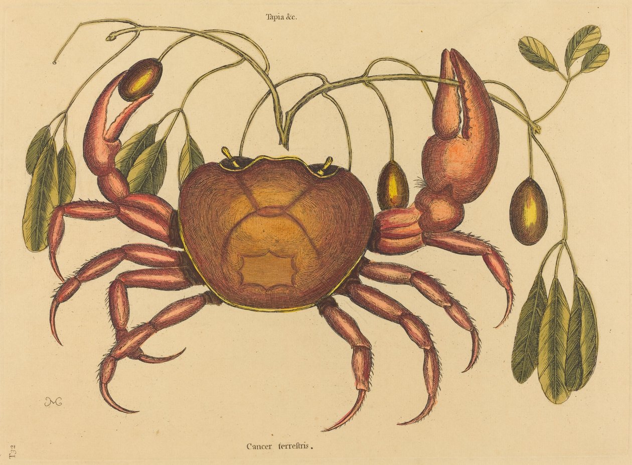 Landkrabban (Cancer ruricola) av Mark Catesby