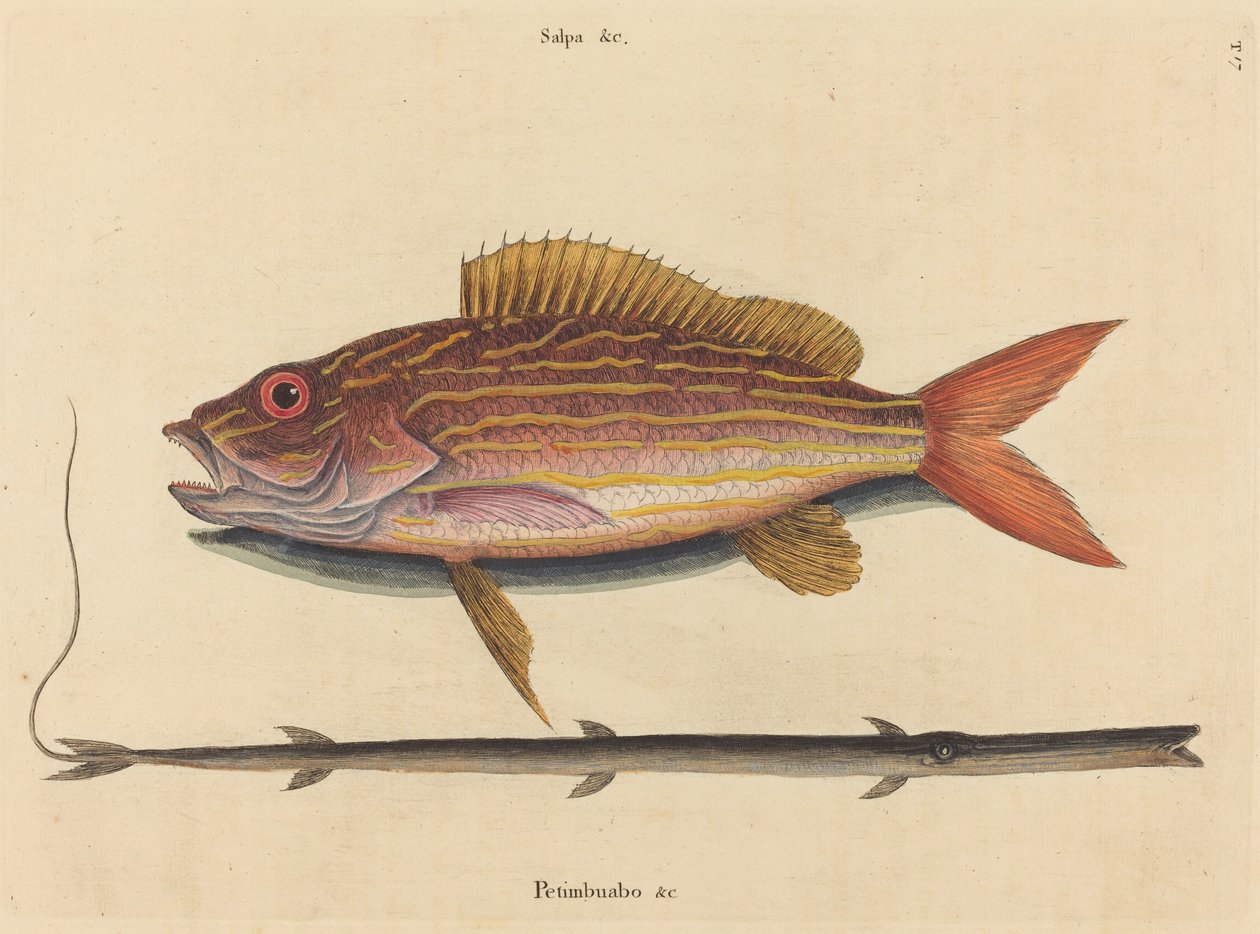 Lane-snapper (Sparus synagris) av Mark Catesby