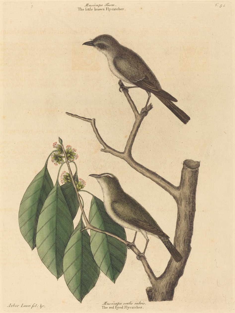 Den lilla bruna flugsnapparen, publicerad 1731-1743. av Mark Catesby