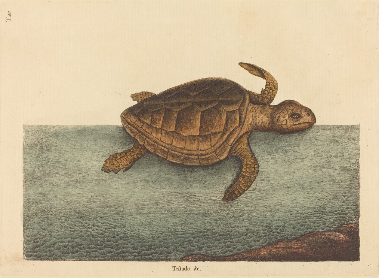 Logger-head Turtle (Testudo Cavanna) av Mark Catesby