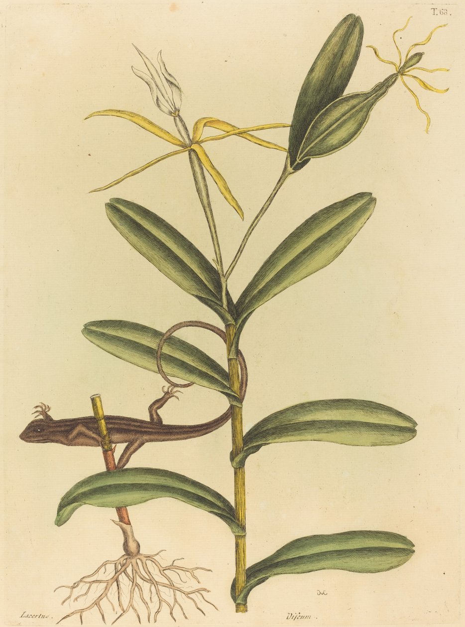 Lyonödlan (Lacerta 6-lineata) av Mark Catesby