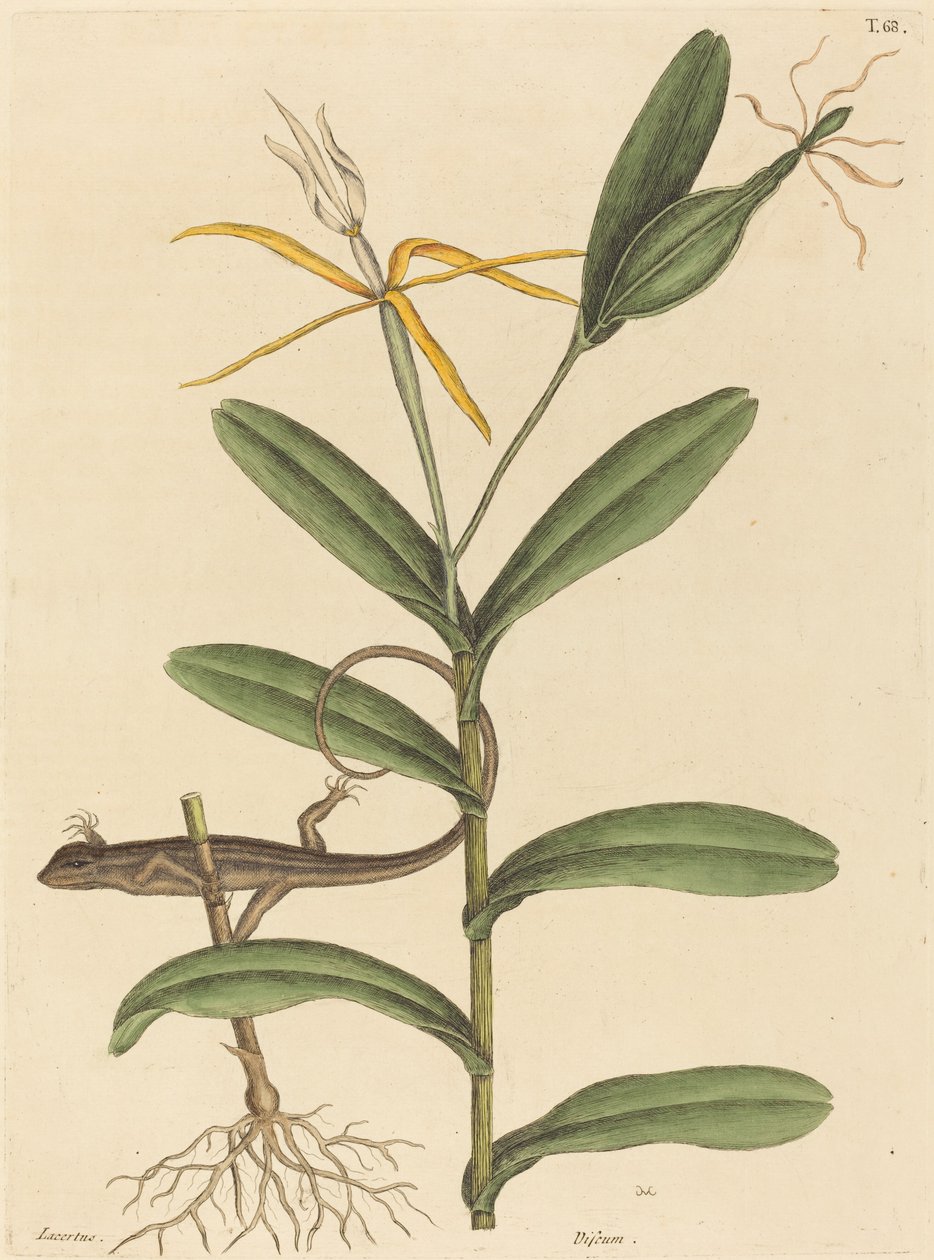 The Lyon Lizard Lacerta 6-lineata, publicerad 1731-1743. av Mark Catesby