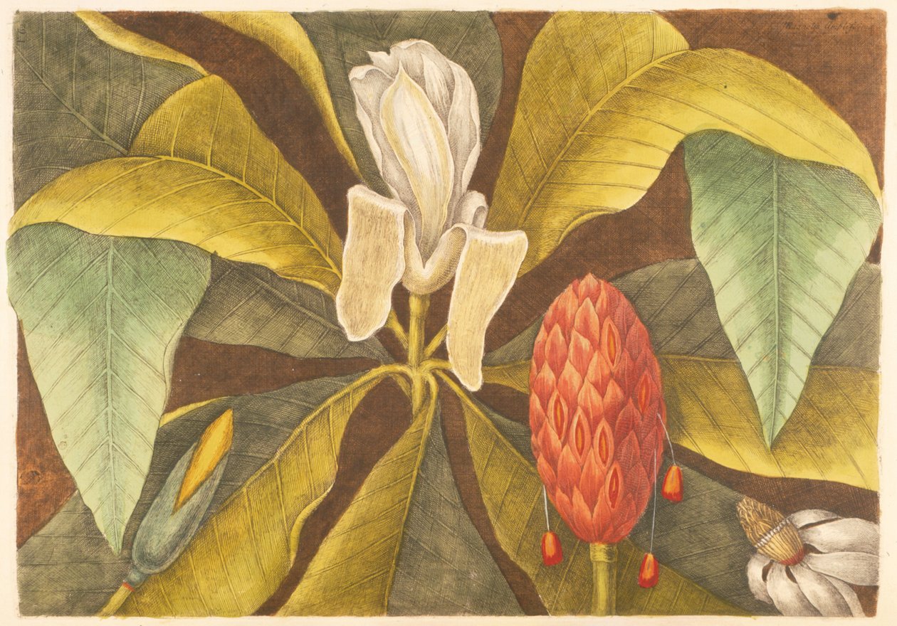 The Magnolia, tallrik 68, vol. 1 från "Natural History of Carolina, Florida and the Bahamas" av Mark Catesby