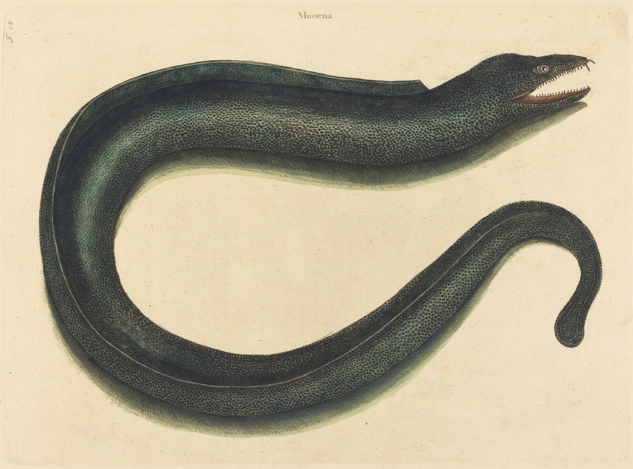 The Murray (Muraina Helena) av Mark Catesby