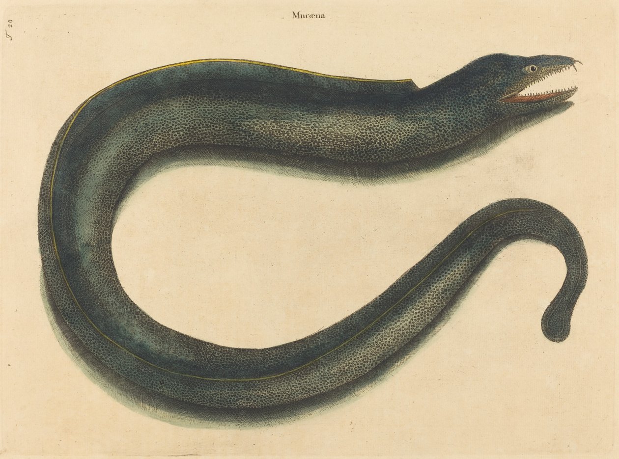 The Muray Muraena Hell, publicerad 1731-1 av Mark Catesby