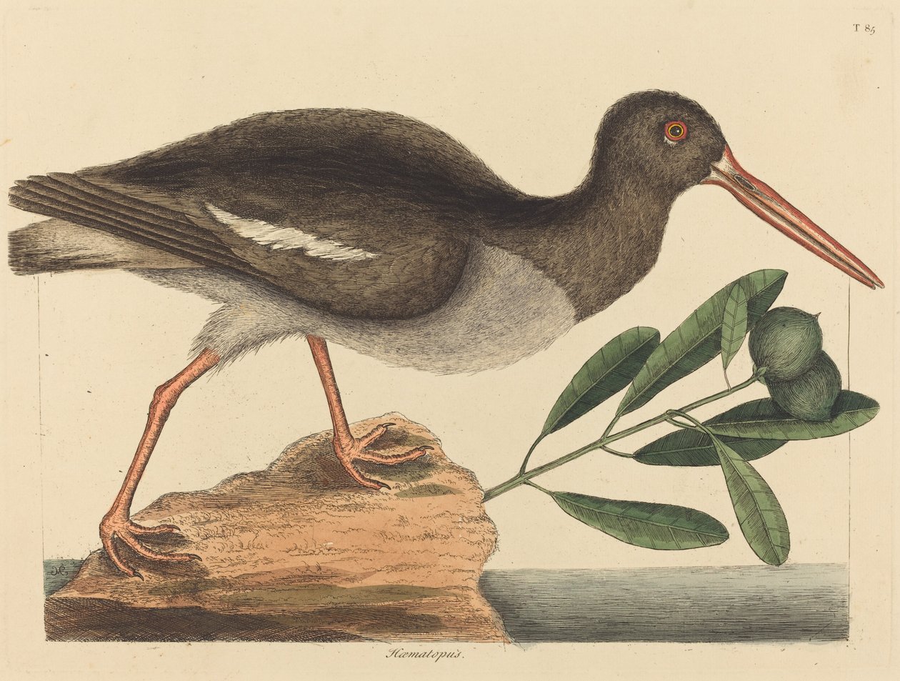 Ostronfångaren Hoematopus ostralegus, publicerad 1731-1743. av Mark Catesby