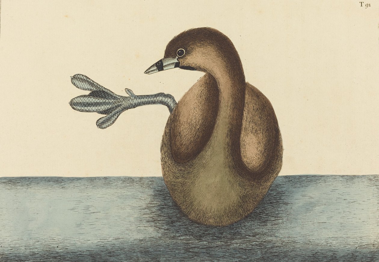 The Pied-billed Dobchick Colymbus podiceps, publicerad 1731-1743. av Mark Catesby