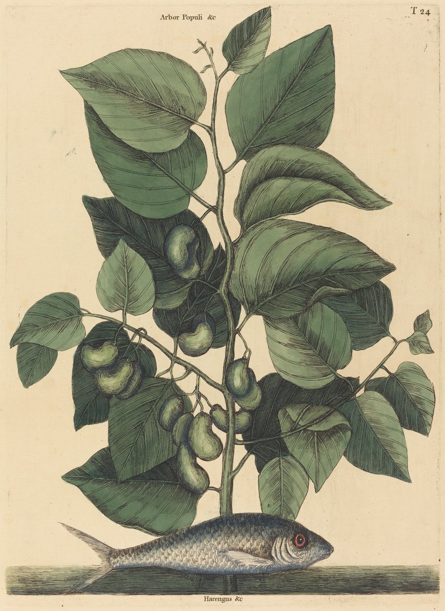 Pilchard Argentina carolina, publicerad 1731-1743. av Mark Catesby