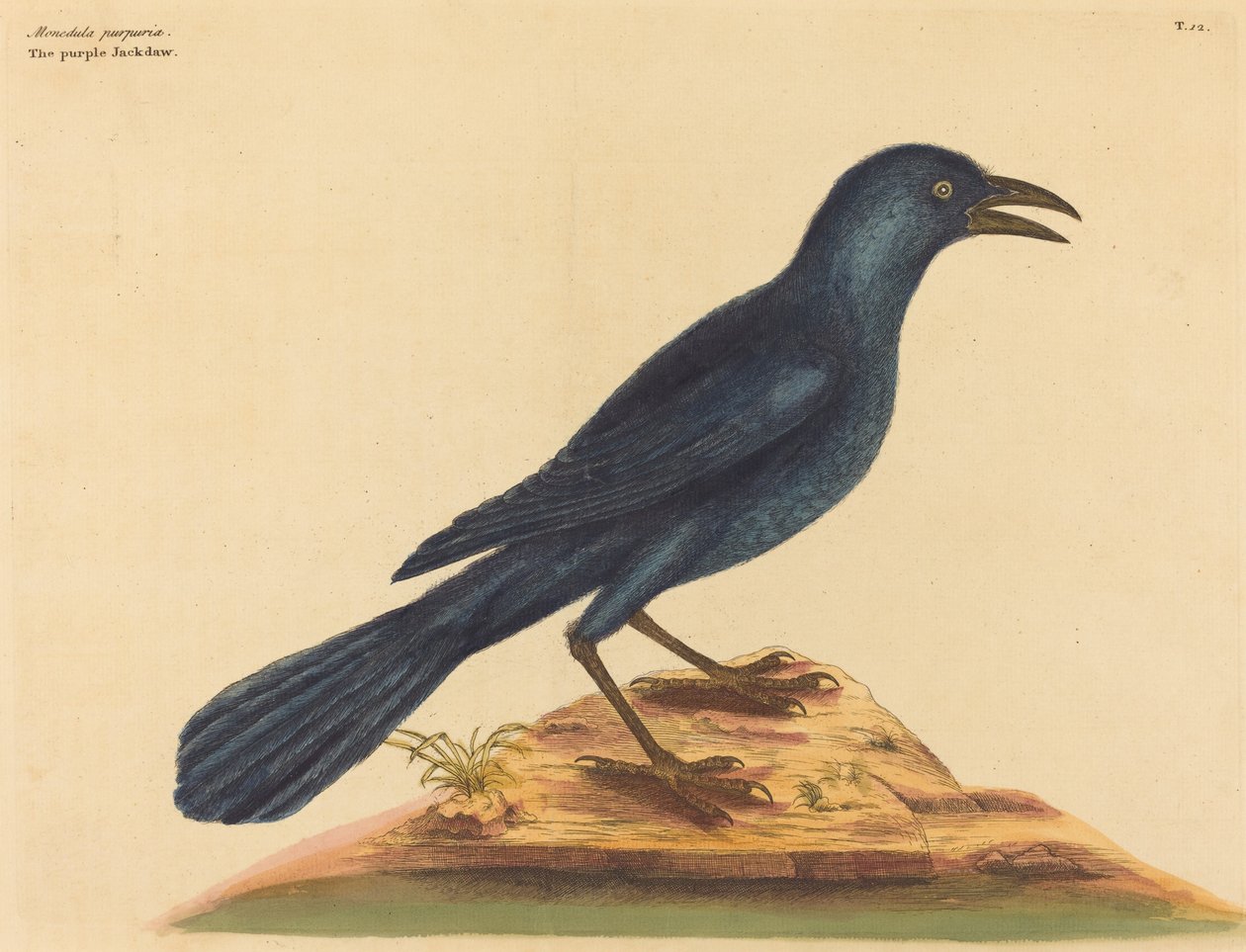 The Purple Jack Daw Gracula Quiscula, publicerad 1731-1 av Mark Catesby