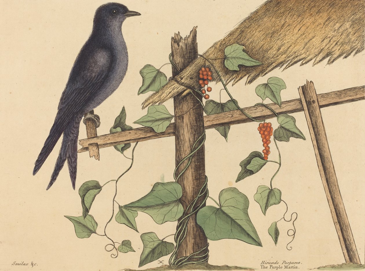 The Purple Martin Hirundo Purpurea, publicerad 1731-1 av Mark Catesby