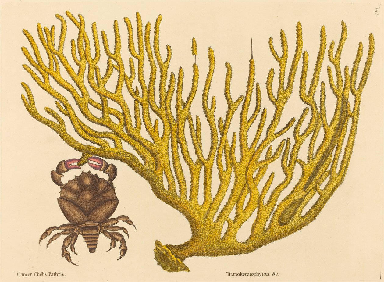 Rödklokrabban (cancer erythropus) av Mark Catesby