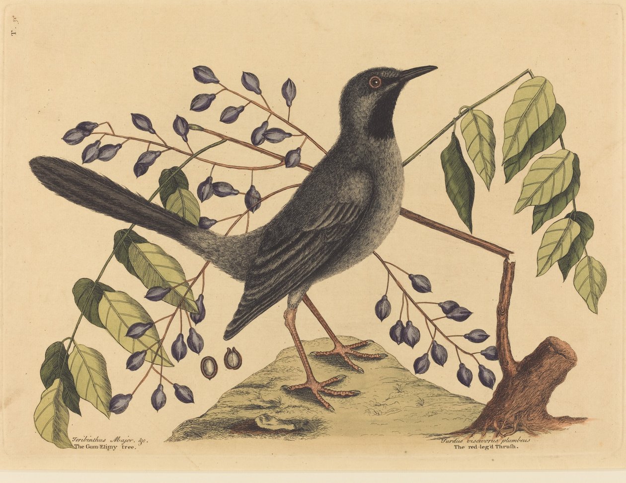 Rödbenstrasten Turdus plumbeus, publicerad 1731-1743. av Mark Catesby