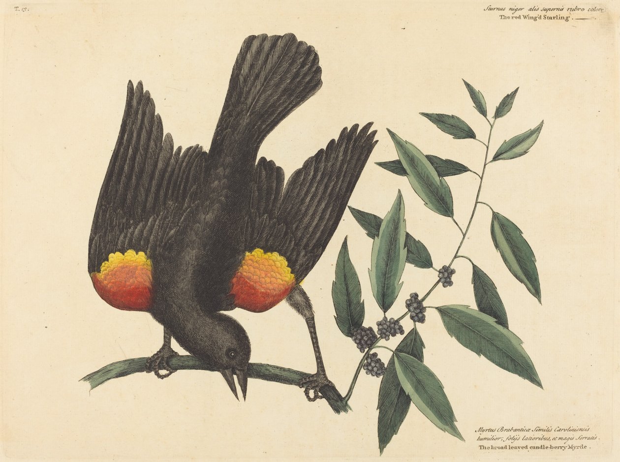 Den rödvingade staren Oriolus phoeniceus, publicerad 1754. av Mark Catesby