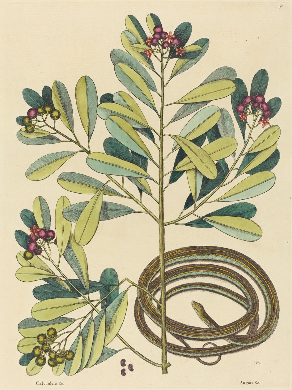 Bandormen (Coluber saurita) av Mark Catesby