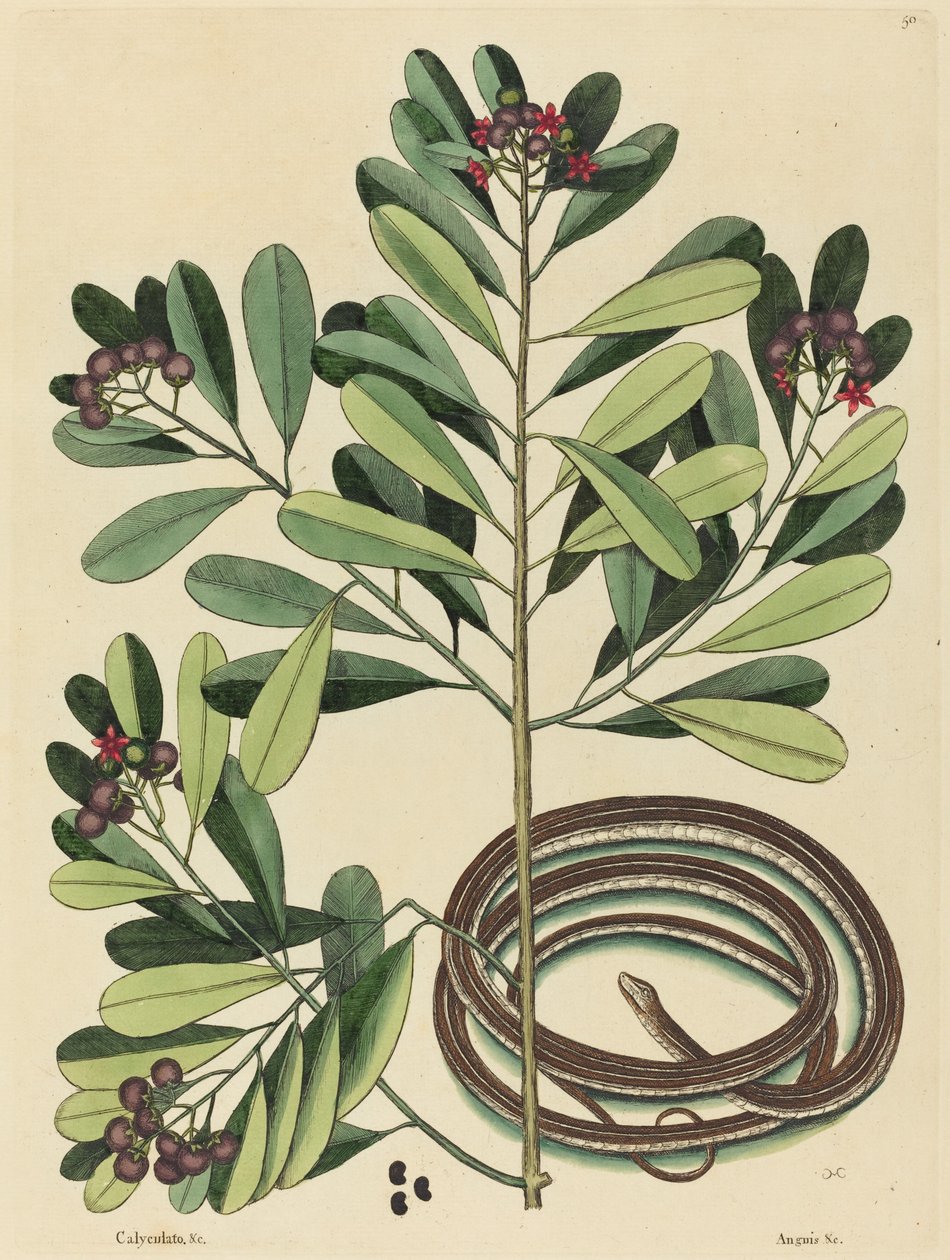 Bandormen (Coluber saurita) av Mark Catesby