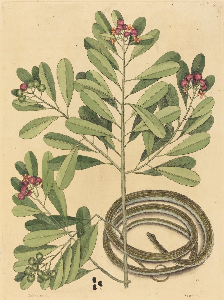 Bandormen (Coluber saurita) av Mark Catesby