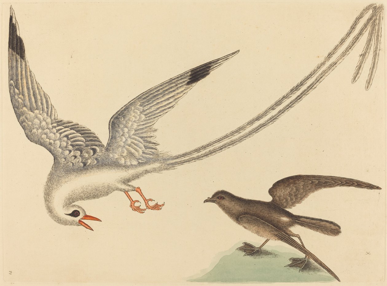 Risfågeln (Emberiza oryzivora) av Mark Catesby